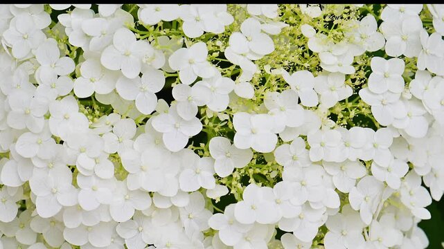 Close-up of tree hydrangea flowers.