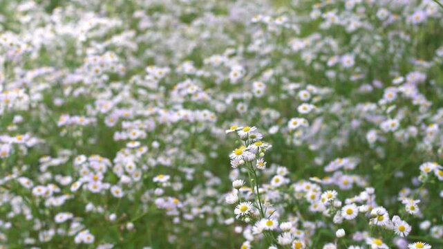 Tokyo, Japan - June 7, 2025: Erigeron philadelphicus or Philadelphia fleabane or Philadelphia daisy