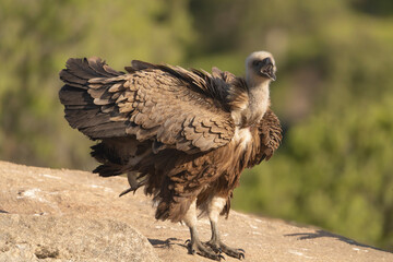 Eurasian griffon vulture - Gyps fulvus fulvus calling on rock at green background. Photo from Sierra de Gredos Mountain in Spain.	