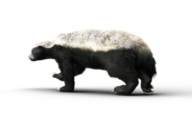 3d Illustration of a Honey Badger with Clipping path – Nature’s Most Fearless Predator