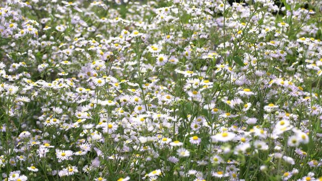 Tokyo, Japan - June 7, 2025: Erigeron philadelphicus or Philadelphia fleabane or Philadelphia daisy