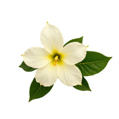 Stunning white hibiscus flower with vibrant green leaves, elegant and pure, perfect for botanical showcases, garden highlights, and serene nature themes.