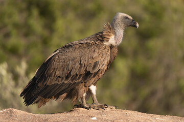 Eurasian griffon vulture - Gyps fulvus fulvus on rock at green background. Photo from Sierra de Gredos Mountain in Spain.	