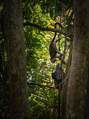 A macaque monkey on a branch in the jungle