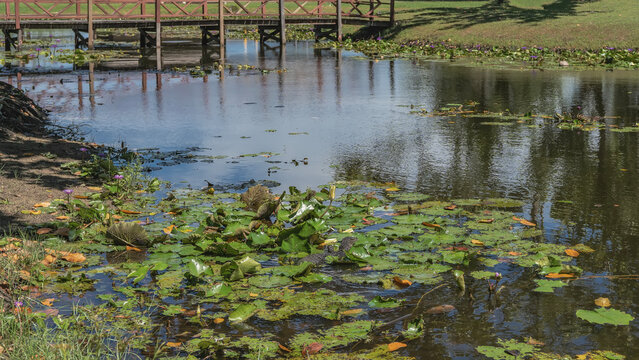 Decorative pond in a tropical park. Leaves and flowers of water lilies on the surface. Wooden pedestrian bridge over the water. Green grass on the banks. Reflection. Malaysia. Borneo. Kota Kinabalu. - Powered by Adobe
