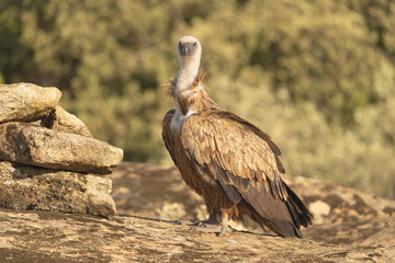 Eurasian griffon vulture - Gyps fulvus fulvus on rock at green background. Photo from Sierra de Gredos Mountain in Spain.	
