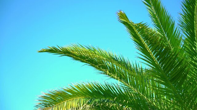 Serenity, relaxation. The lush green leaves of the palm slowly sway in the wind. 4K video. Copy space