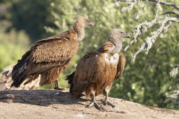 Two Eurasian griffon vultures - Gyps fulvus fulvus standing on rock at green background. Photo from Sierra de Gredos Mountain in Spain.