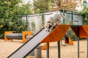 Energetic dog standing confidently on an agility ramp at a dog park. The urban setting features modern architecture and lush greenery, highlighting the contrast between nature and city life.
