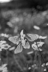 black and white butterfly