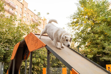 White dog confidently walking down an orange ramp in an outdoor dog park. Surrounded by trees and...