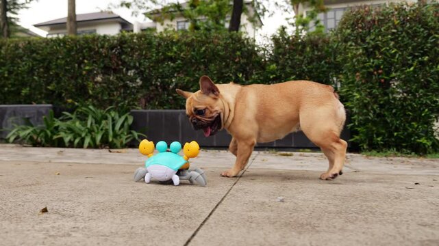 Curious dog playfully runs around moving crab toy as it scuttles and changes direction. At one point, exuberant pup gently nudges crab, accidentally knocking it over as it falls onto pavement.