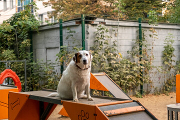 White dog with black ear resting on a dog park obstacle. Appears uninterested in exercise,...