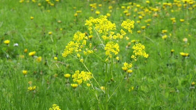 Sinapis Arvensis or Wild Mustard. Various medicinal plants. Close-up of yellow, budding and flowering wild mustard swaying in the wind