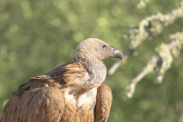 Portrait of Eurasian griffon vulture - Gyps fulvus fulvus at dark green background. Photo from Sierra de Gredos Mountain in Spain.	