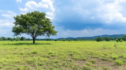 Obraz premium A majestic tree standing alone in the middle of a vast field, with storm clouds looming in the background. 