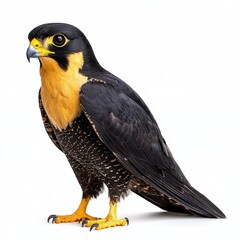 A black and gold falcon stands against a bright white background. The bird is detailed and shown from the side, with its feathers clearly visible