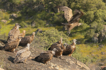 Flock of Eurasian griffon vultures - Gyps fulvus fulvus standing on rock at green background. Photo from Sierra de Gredos Mountain in Spain.	