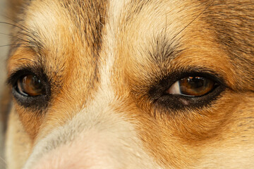 close up of a dog