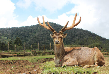 Nature's Stillness in the Eyes of a Deer