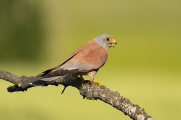 Fototapeta premium lesser kestrel - Falco naumanni perched at green background. Photo from Calera y Chozas in Spain, Toledo Province. 