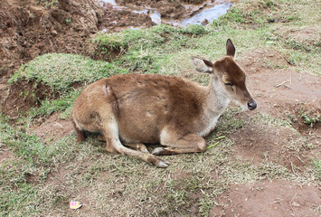 Resting Gracefully A Deer’s Calm Moment at Ranca Upas