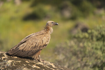 Eurasian griffon vulture - Gyps fulvus fulvus on rock at green background. Photo from Sierra de Gredos Mountain in Spain. Copy space on right side.