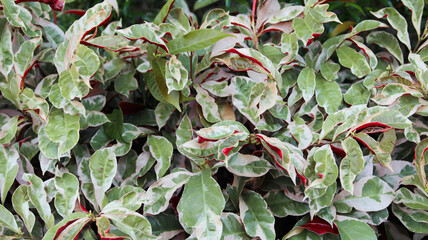 green leaves with creamy white edges, forming a vibrant and healthy ground cover