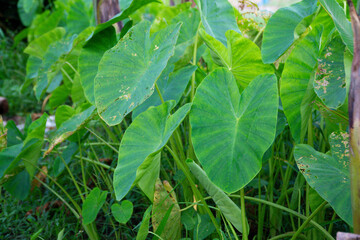 Close up view of lush green taro leaves growing in a garden or natural environment.