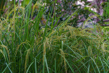 Close-up detail of lush green rice plants with developing grain heads growing in a natural field setting