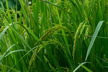 Close-up View of Green Rice Plants with Water Drops on Leaves and Developing Grains in a Paddy Field