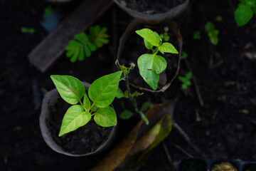 Close-up top view of vibrant green young seedlings growing in recycled plastic pots in a garden