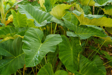 Close-up view of large vibrant green tropical plant leaves with water droplets in lush natural outdoor garden setting