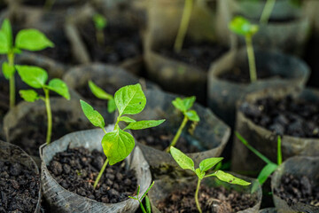 Close-up view of vibrant green young plant seedlings growing in small plastic bags filled with soil in a nursery