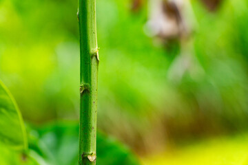 Close up view of a vibrant green plant stem against a soft blurred green background