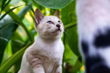 Adorable young kitten with blue eyes looking up attentively among lush green garden foliage