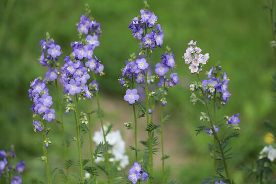 Polemonium caeruleum, known as Jacob's-ladder or greek valerian.