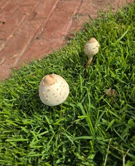 natural beautiful green plants leaves 