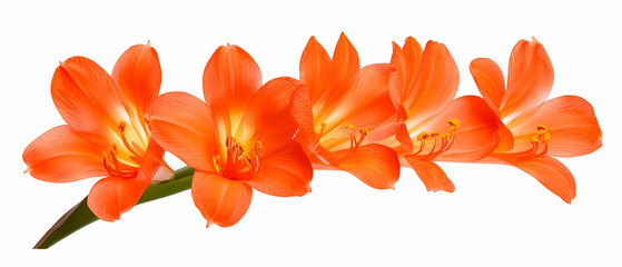 Group Of Orange Flowers On White Background