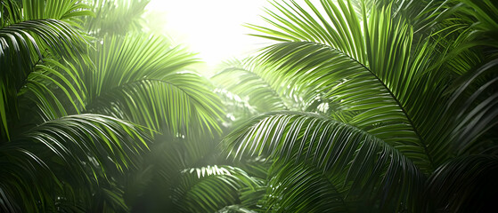 Tropical Lush Forest Canopy With Sunlight