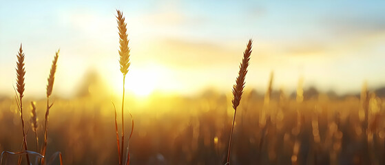 Golden Wheat Field At Sunset