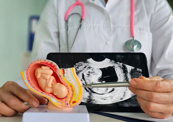 A healthcare conducts a detailed examination of prenatal development using a model of a fetus and...