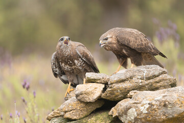 Pair of Common Buzzards - Buteo buteo landing on ground at brown background. Photo from Sierra de Gredos Mountain in Spain.