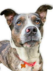 Blue Merle Dog with White Background