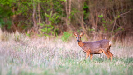 Roe deer doe in gestation in a clearing. Capreolus capreolus, Sologne, Loiret 45, région Centre Val de Loire, France, European Union, Europe