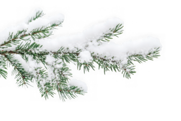 Snow covered pine branch isolated on transparent background