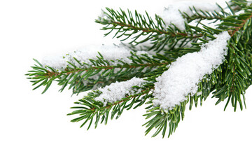 Snow covered pine branch isolated on transparent background