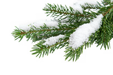 Snow covered pine branch isolated on transparent background