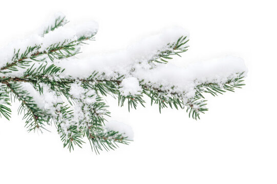 Snow covered pine branch isolated on transparent background