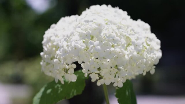 Tokyo, Japan - June 7, 2025: Closeup of hydrangea flower or Annabelle in early summer